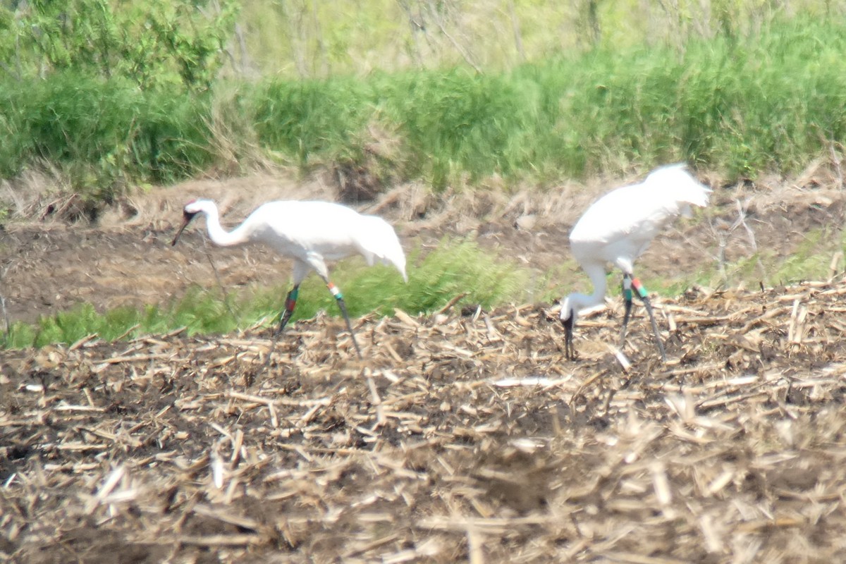 Whooping Crane - ML619513048