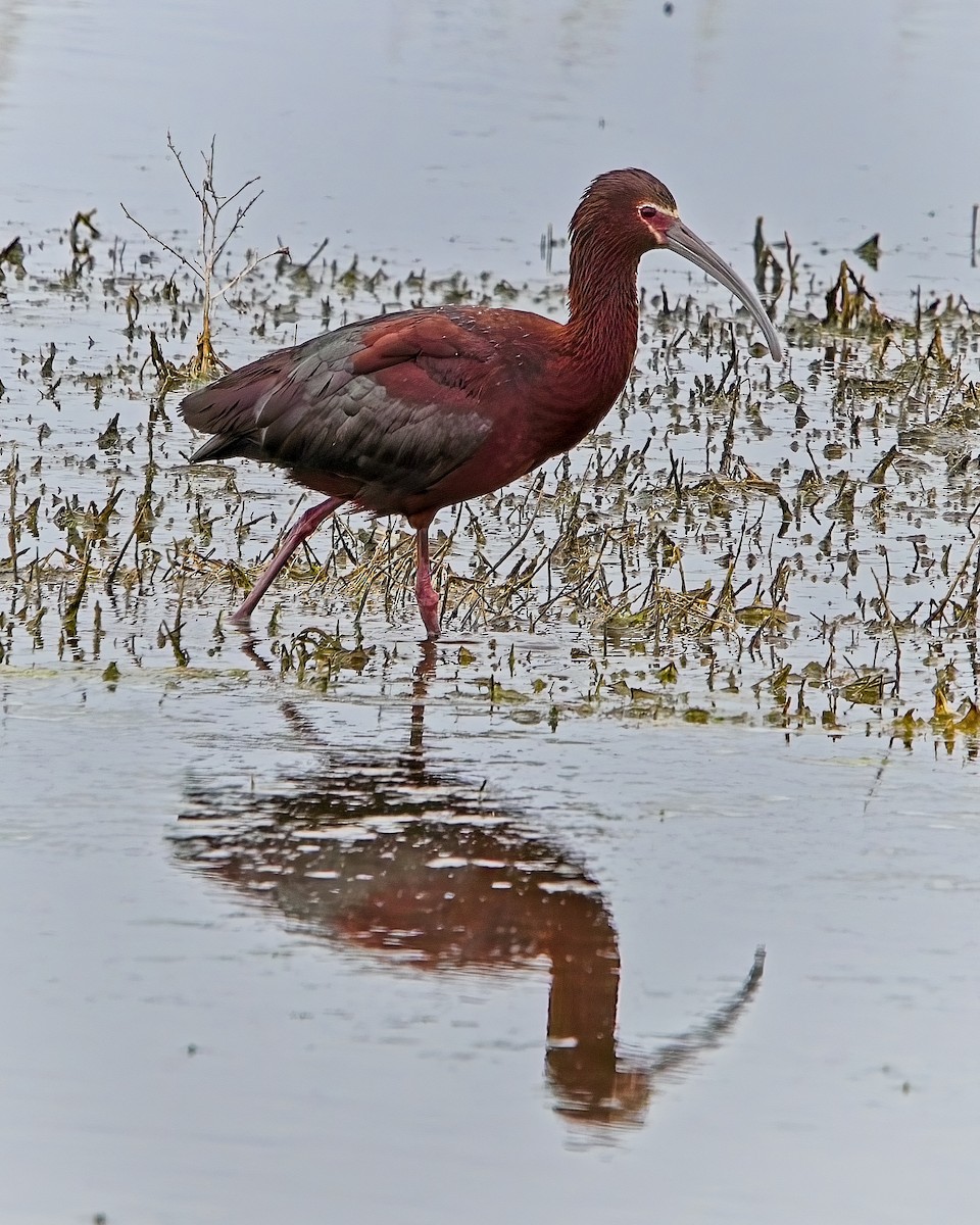 Ibis à face blanche - ML619513049