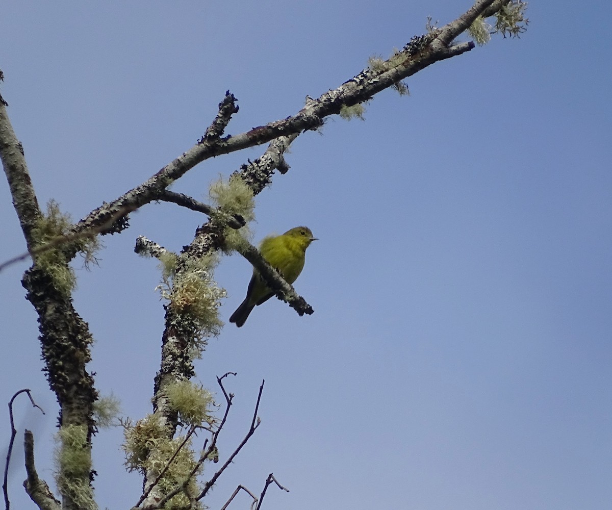 Orange-crowned Warbler - Diane Yorgason-Quinn