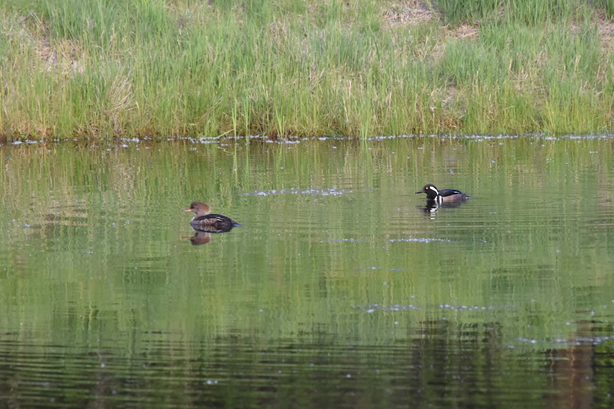 Hooded Merganser - Marty Hoag