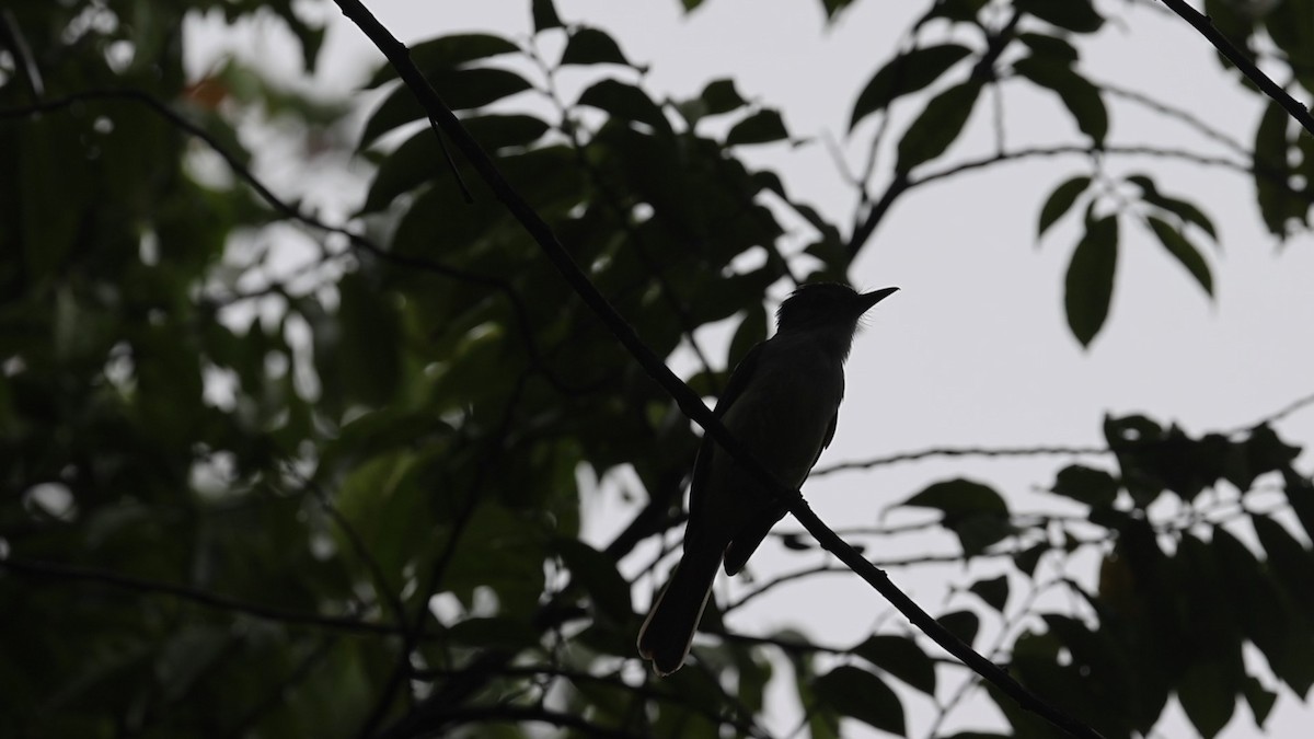 Lesser Antillean Flycatcher - Pam Rasmussen