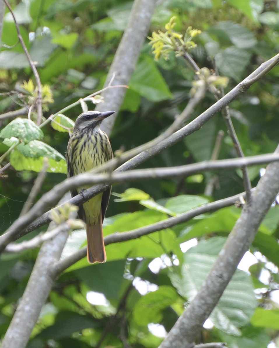 Sulphur-bellied Flycatcher - Judith Rowen