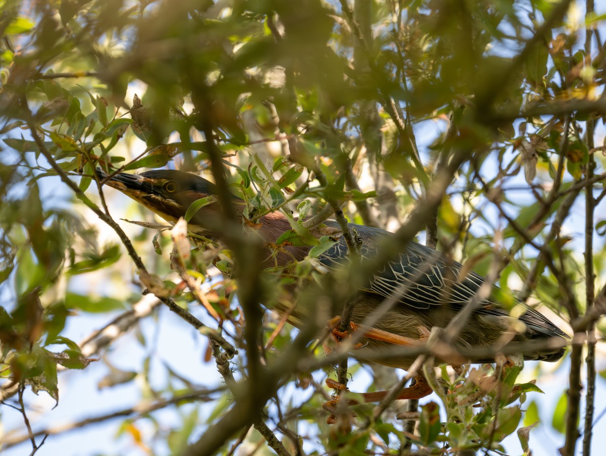 Green Heron - Herb Elliott