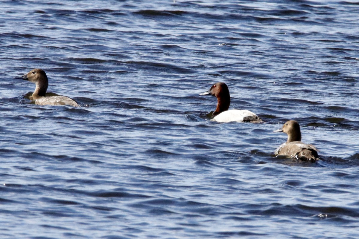 Canvasback - Jay & Judy Anderson