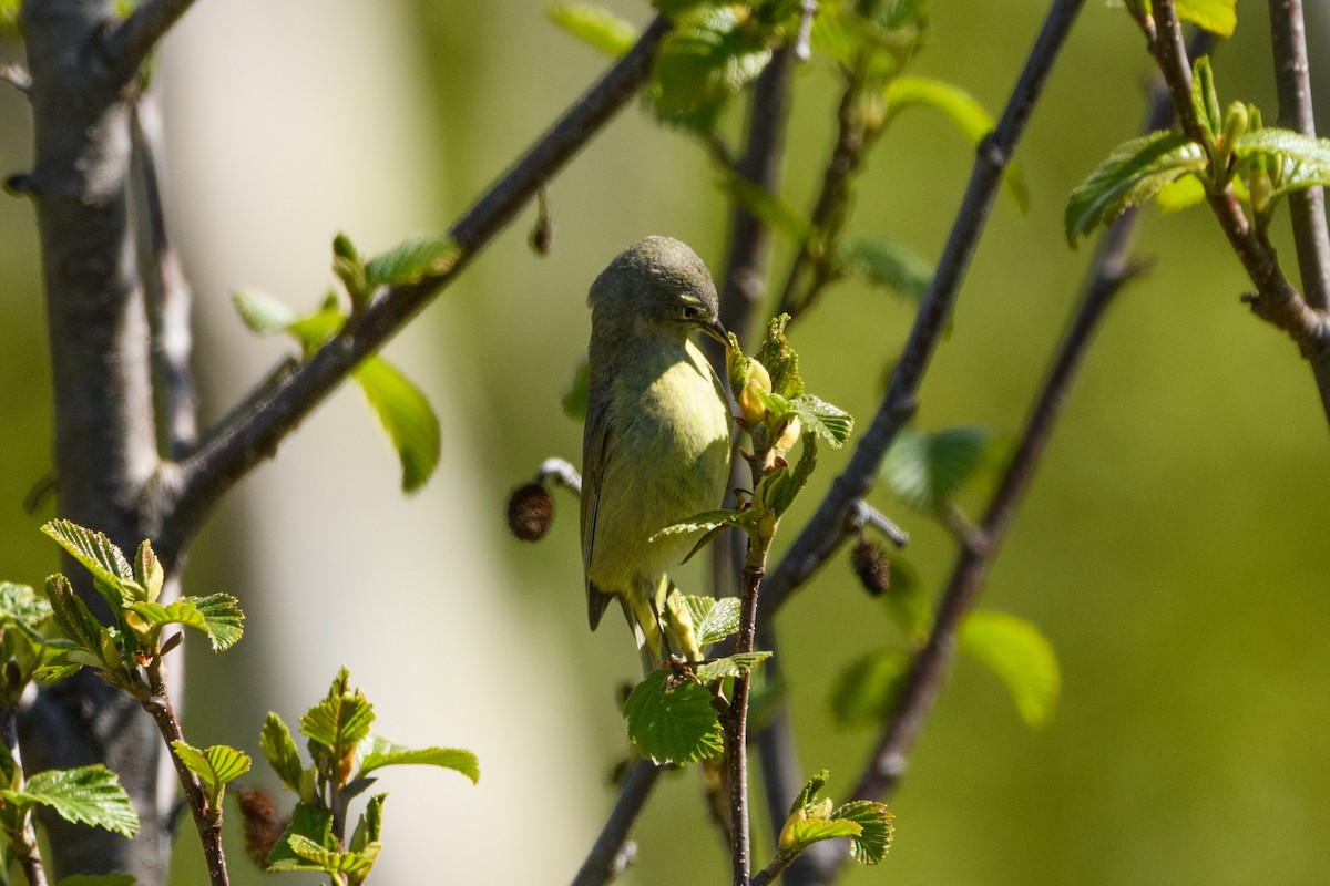 Orange-crowned Warbler - Jeremiah Fisher