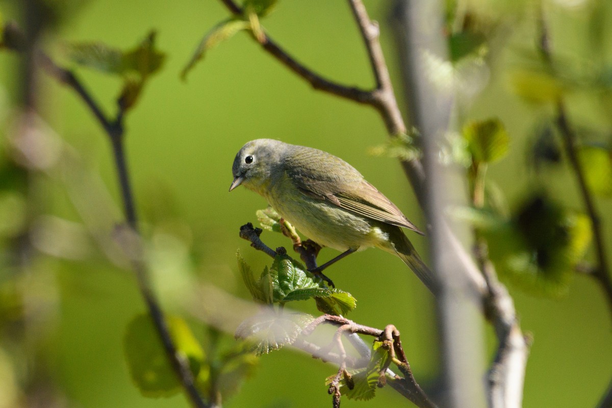 Orange-crowned Warbler - Jeremiah Fisher