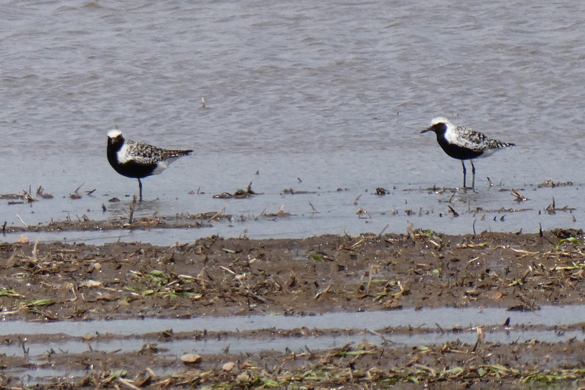 Black-bellied Plover - K K