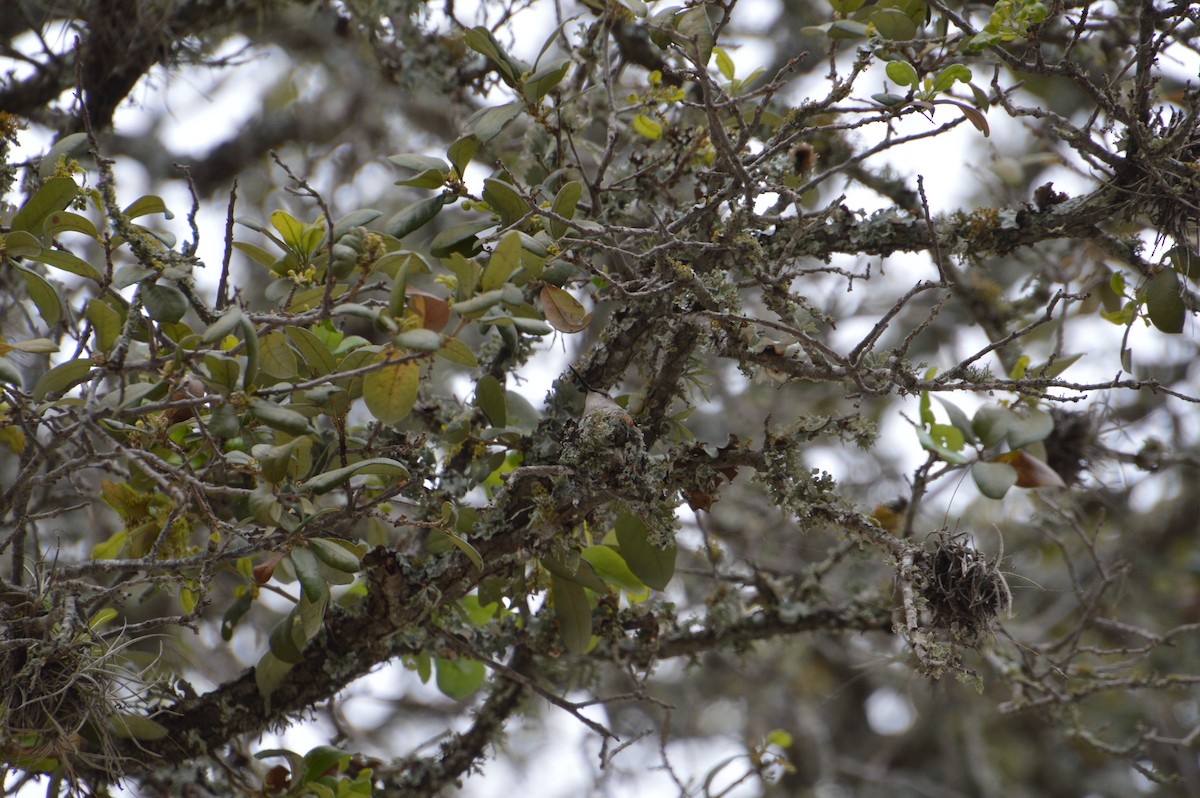 Ruby-throated Hummingbird - Corinna Rostrom