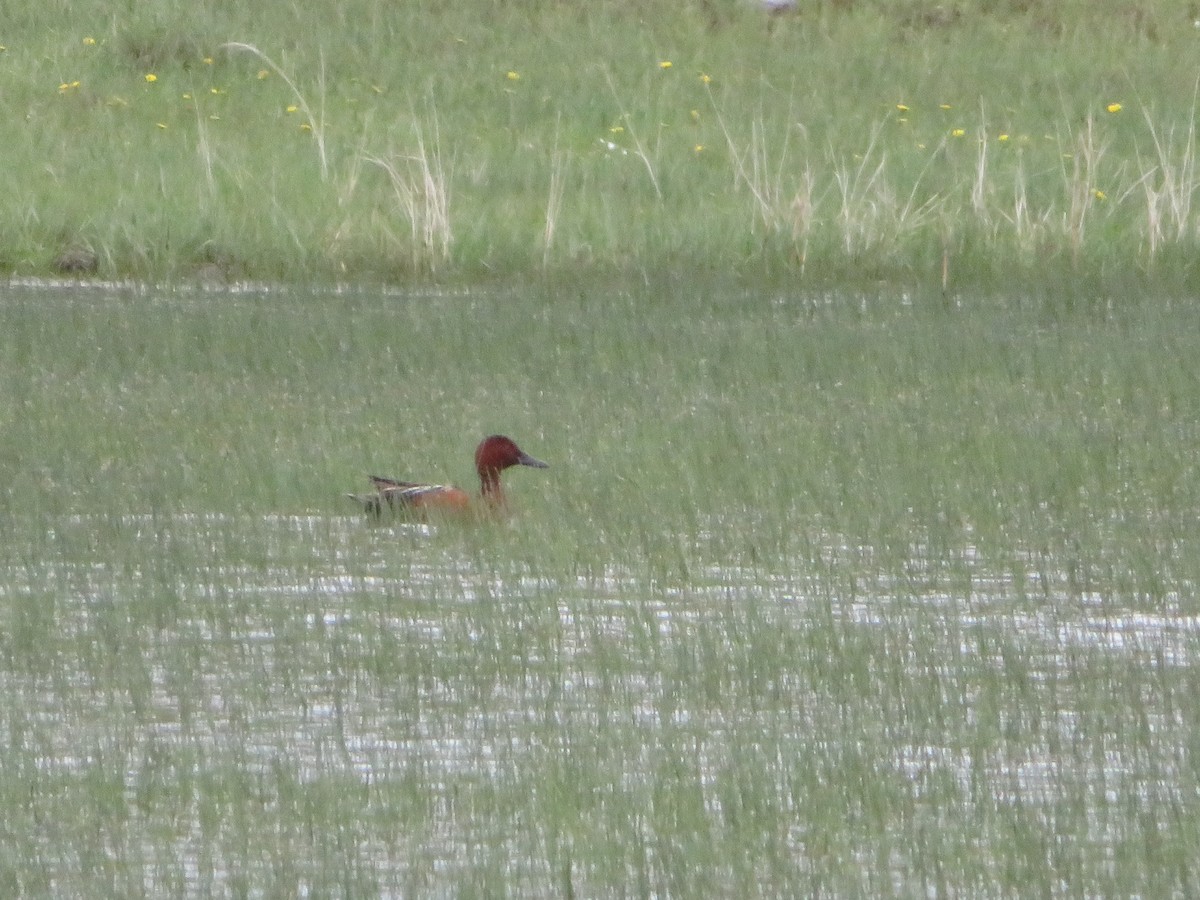 Cinnamon Teal - David Forbes