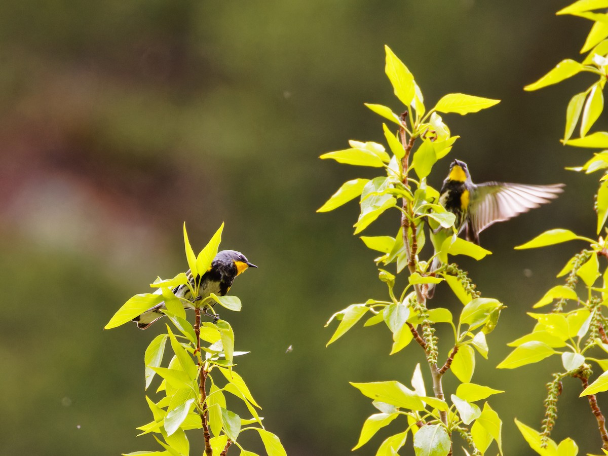 Yellow-rumped Warbler (Audubon's) - Ruogu Li