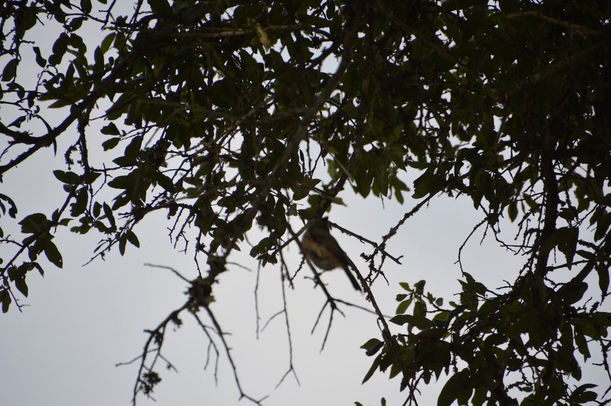 Black-crested Titmouse - Corinna Rostrom