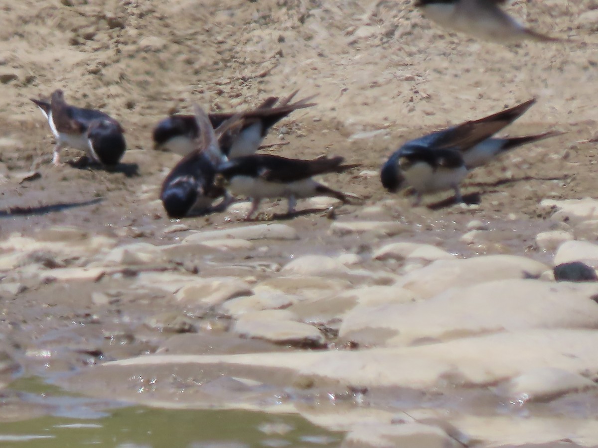 Western House-Martin - Doug Kibbe