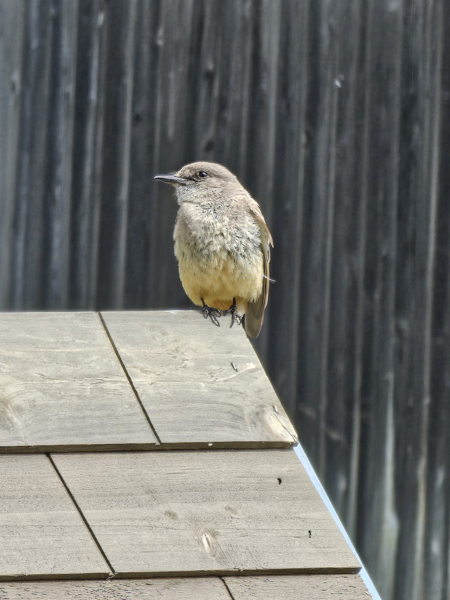 Say's Phoebe - Andrew Masters