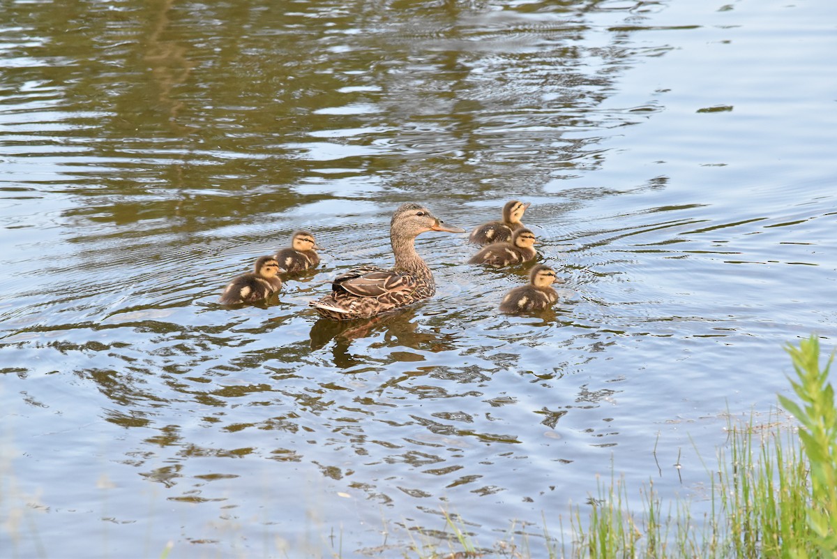 Mallard - Marty Hoag