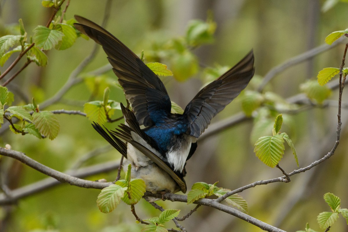 Tree Swallow - Jeremiah Fisher