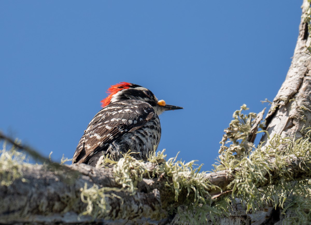 Nuttall's Woodpecker - Herb Elliott