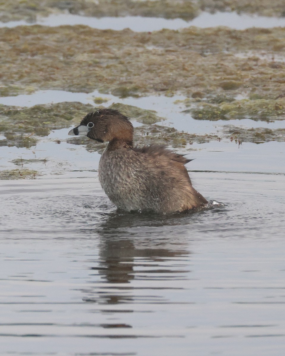 Pied-billed Grebe - Rick Kittinger