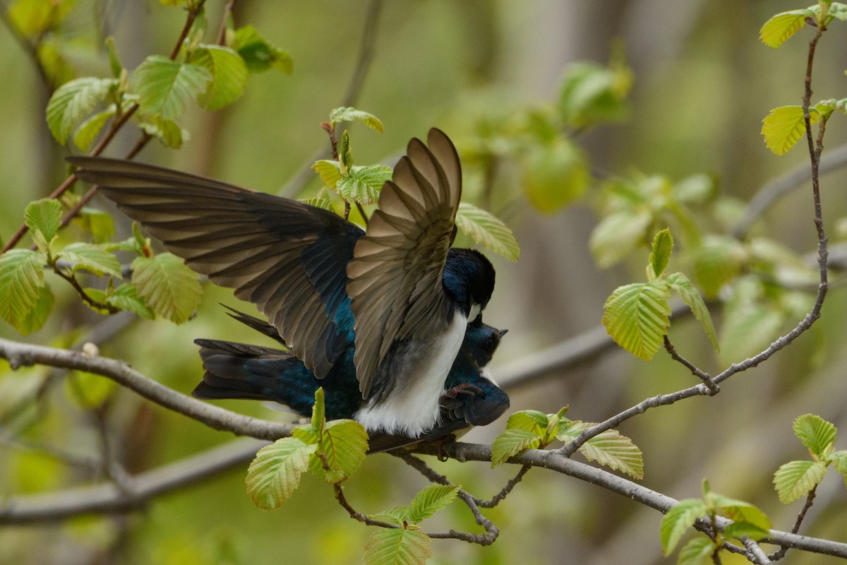 Tree Swallow - Jeremiah Fisher