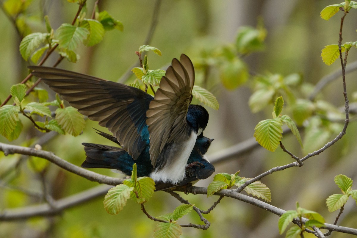 Tree Swallow - ML619513124