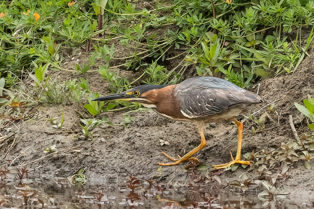 Green Heron - ML619513125