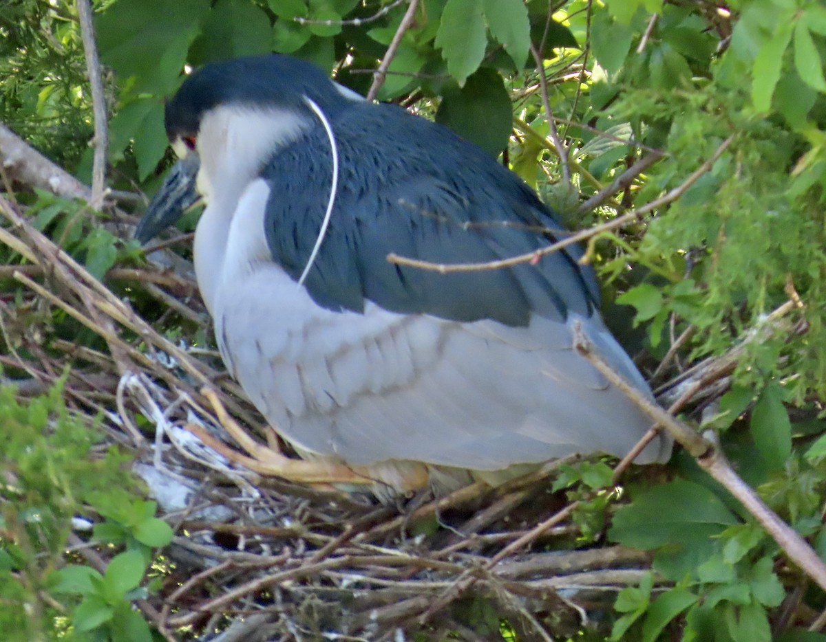 Black-crowned Night Heron - Marcy Harrison