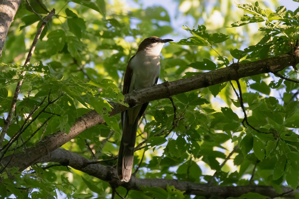 Black-billed Cuckoo - Aaron Kuiper