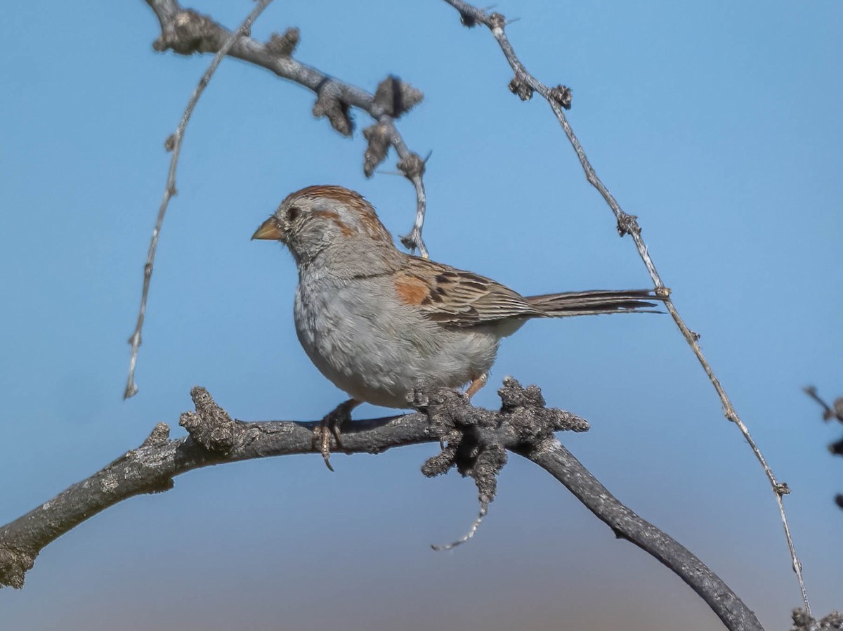 Rufous-winged Sparrow - Eric Bodker