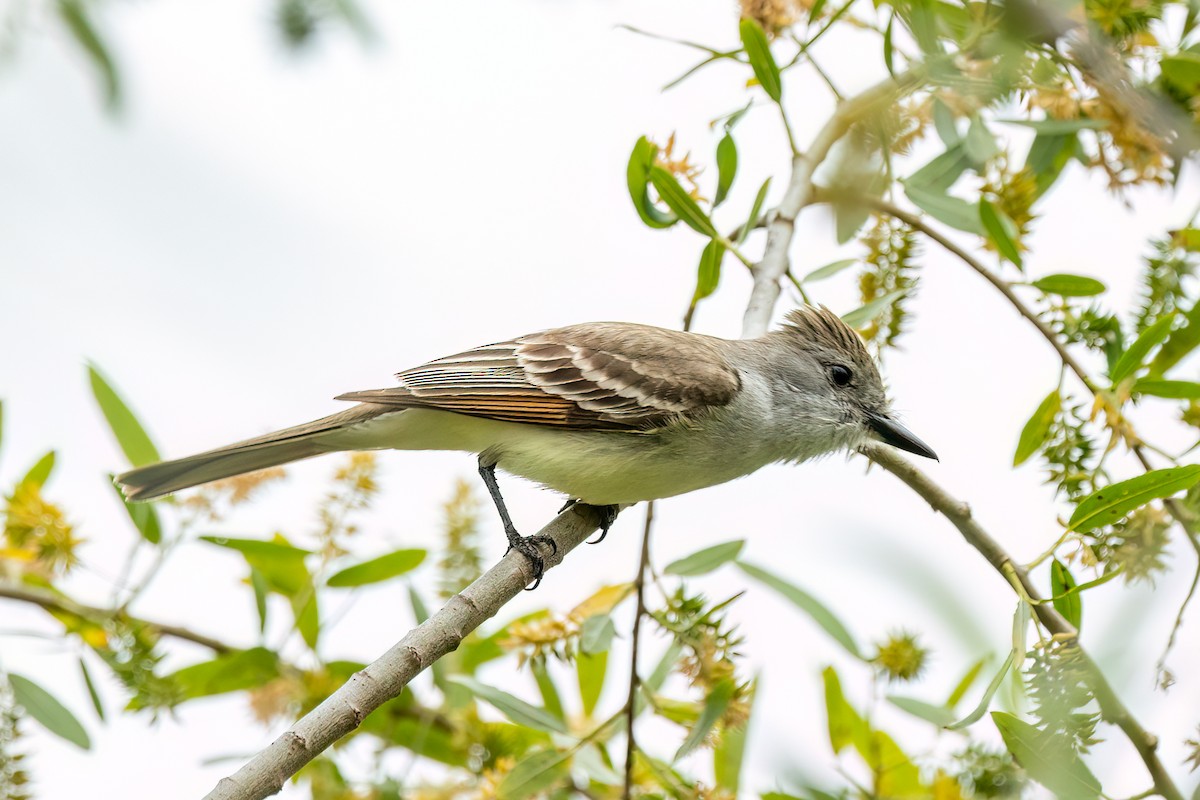 Ash-throated Flycatcher - ML619513146