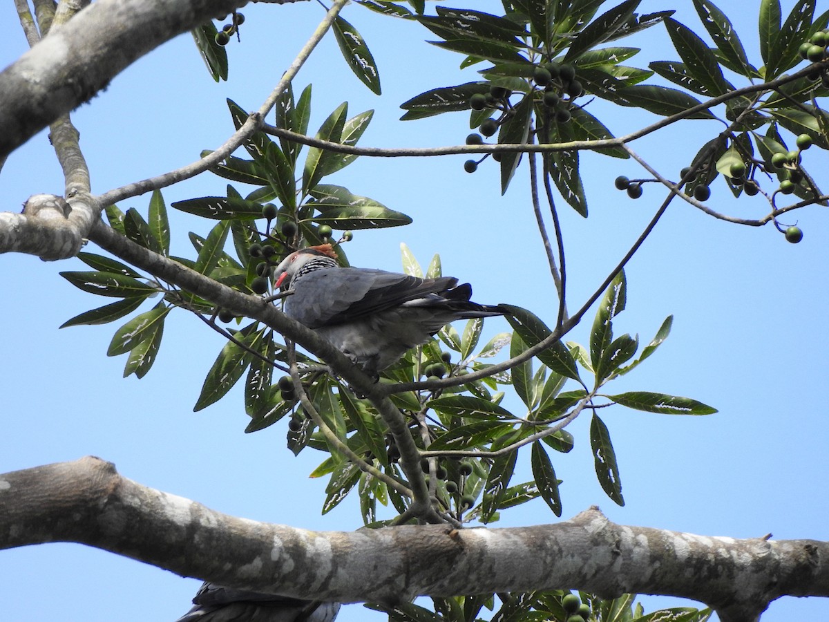 Topknot Pigeon - ML619513147