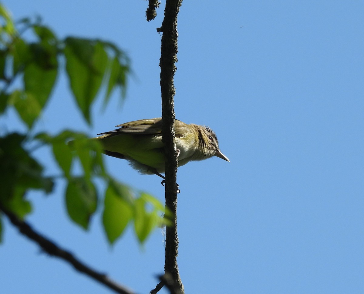 Red-eyed Vireo - George Ford