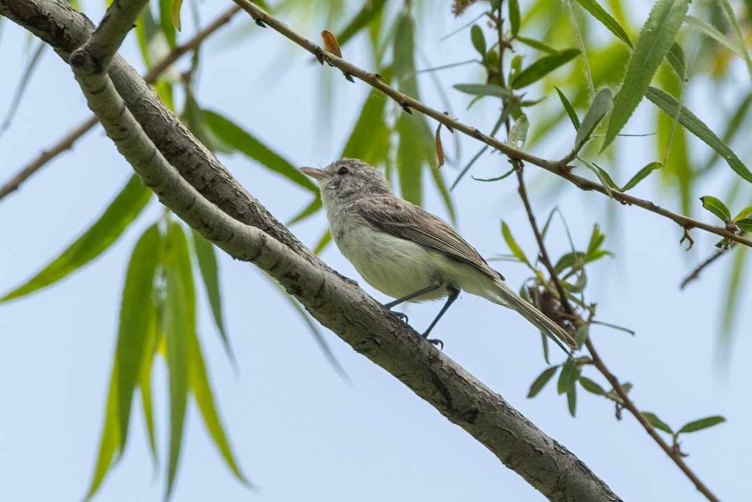 Bell's Vireo (Least) - Kathryn McGiffen