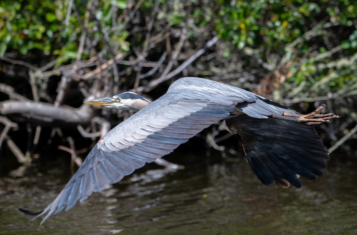 Great Blue Heron - Herb Elliott