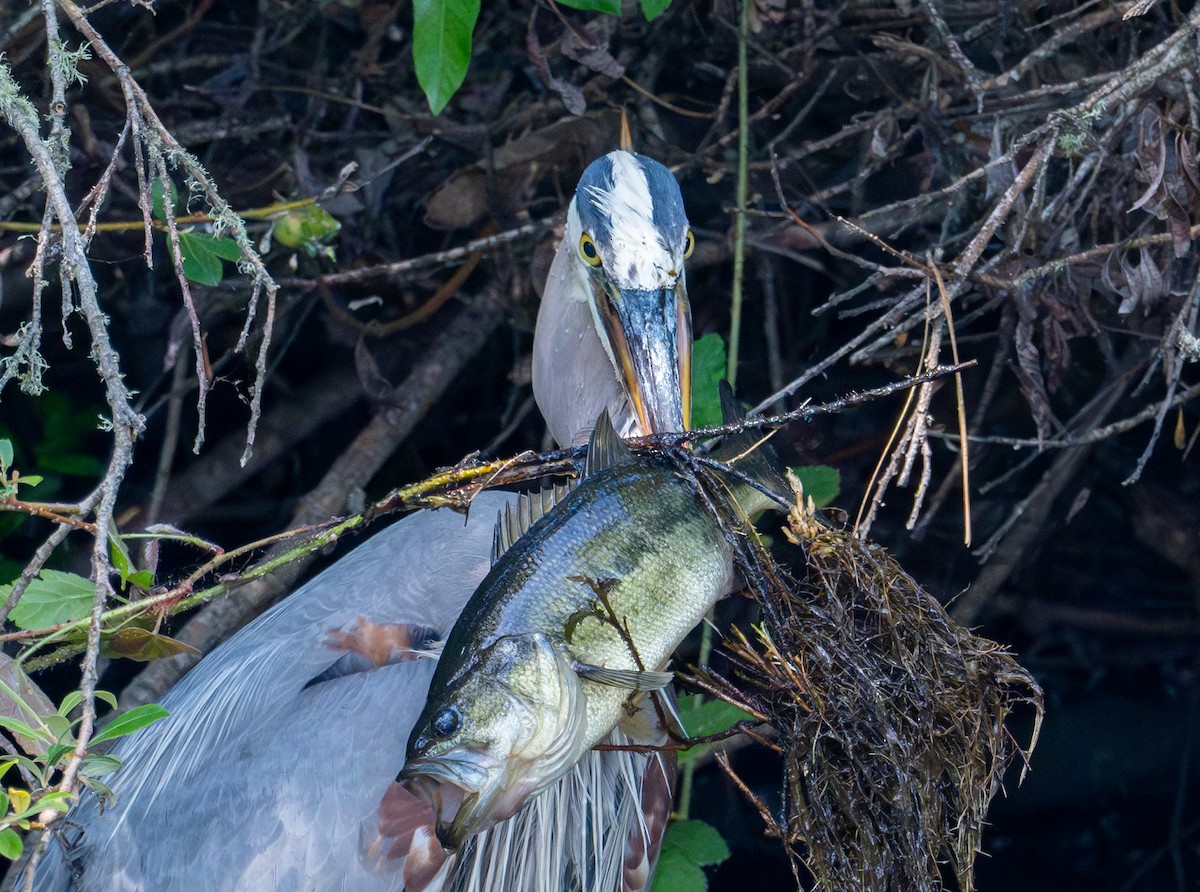 Great Blue Heron - Herb Elliott