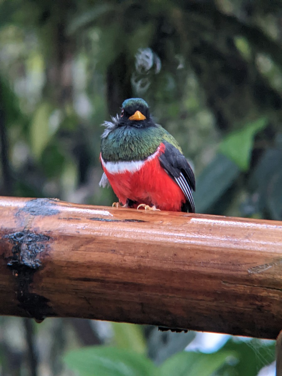 Masked Trogon - Reder Daughenbaugh