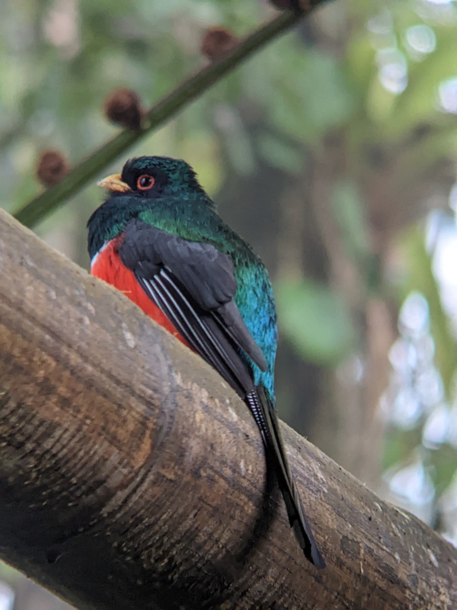 Trogon masqué - ML619513159