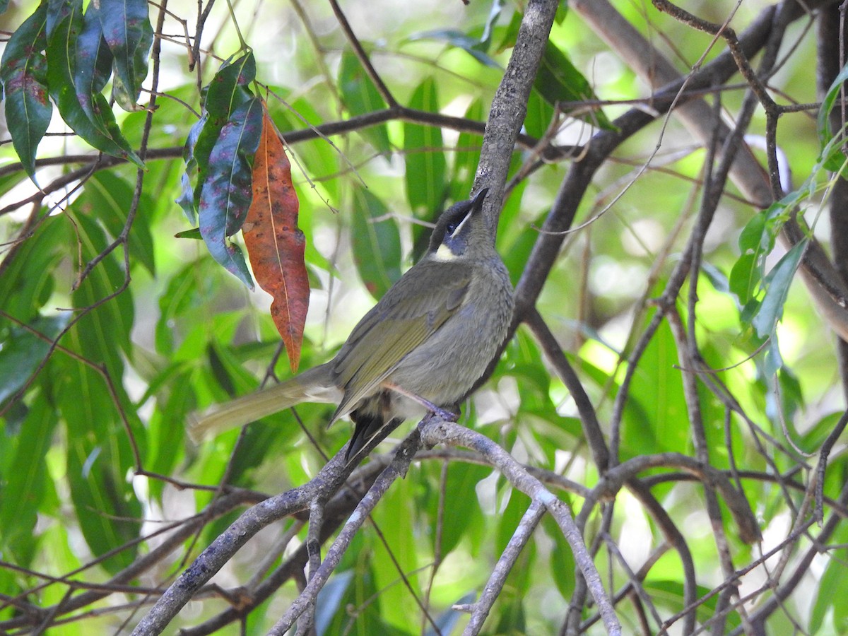 Lewin's Honeyeater - Marie Tarrant