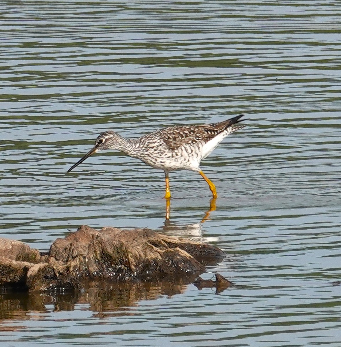 Greater Yellowlegs - Brian Lineaweaver