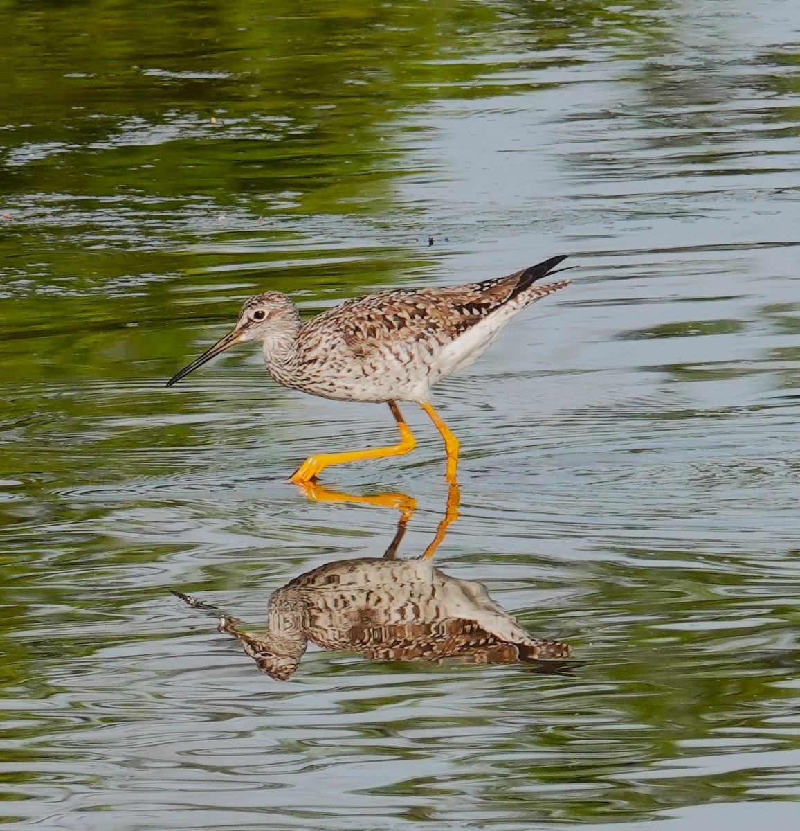 Greater Yellowlegs - Brian Lineaweaver