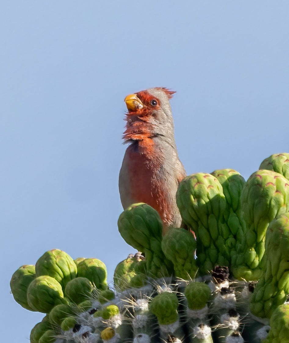 Pyrrhuloxia - Eric Bodker