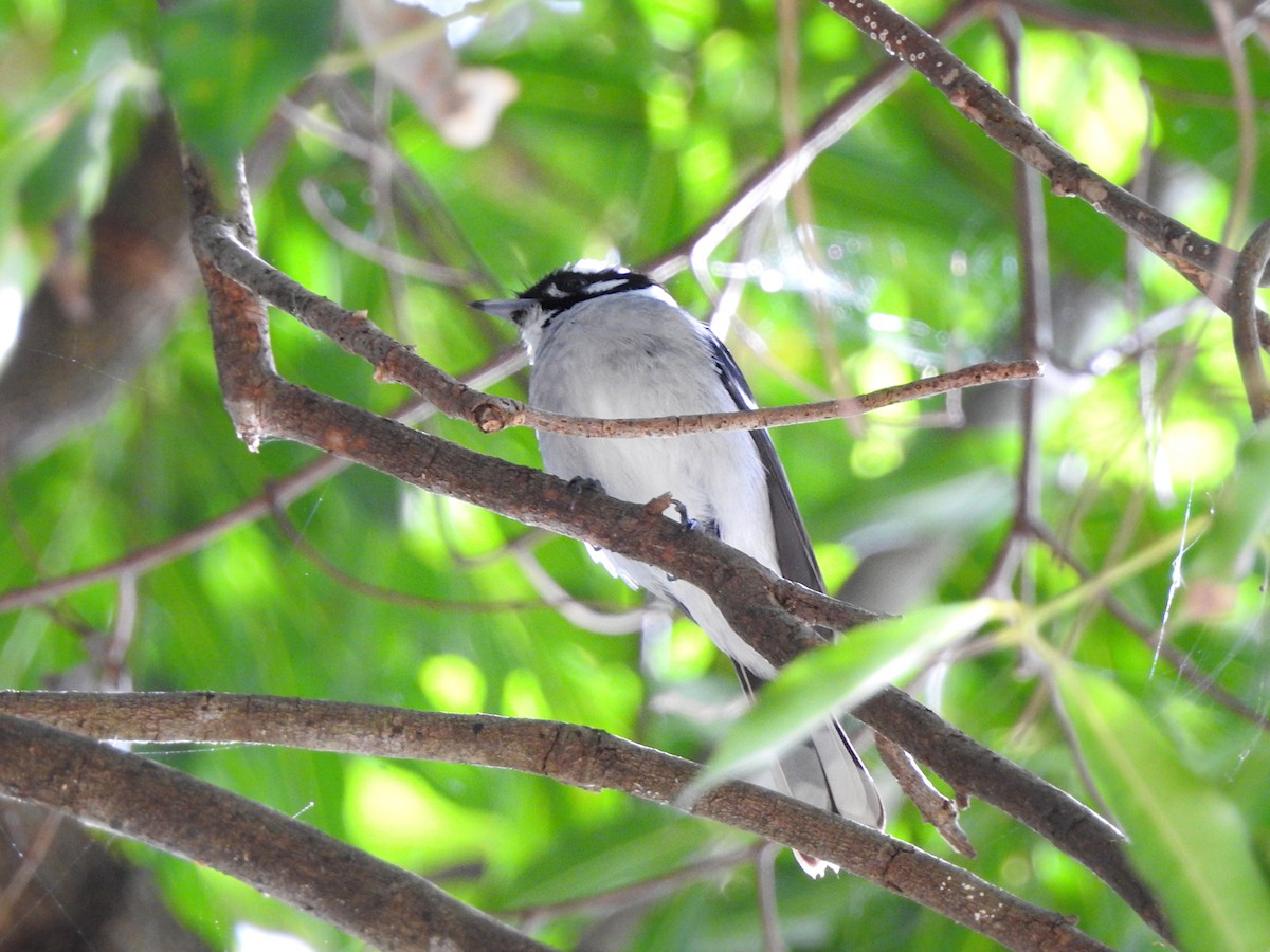 White-eared Monarch - Marie Tarrant