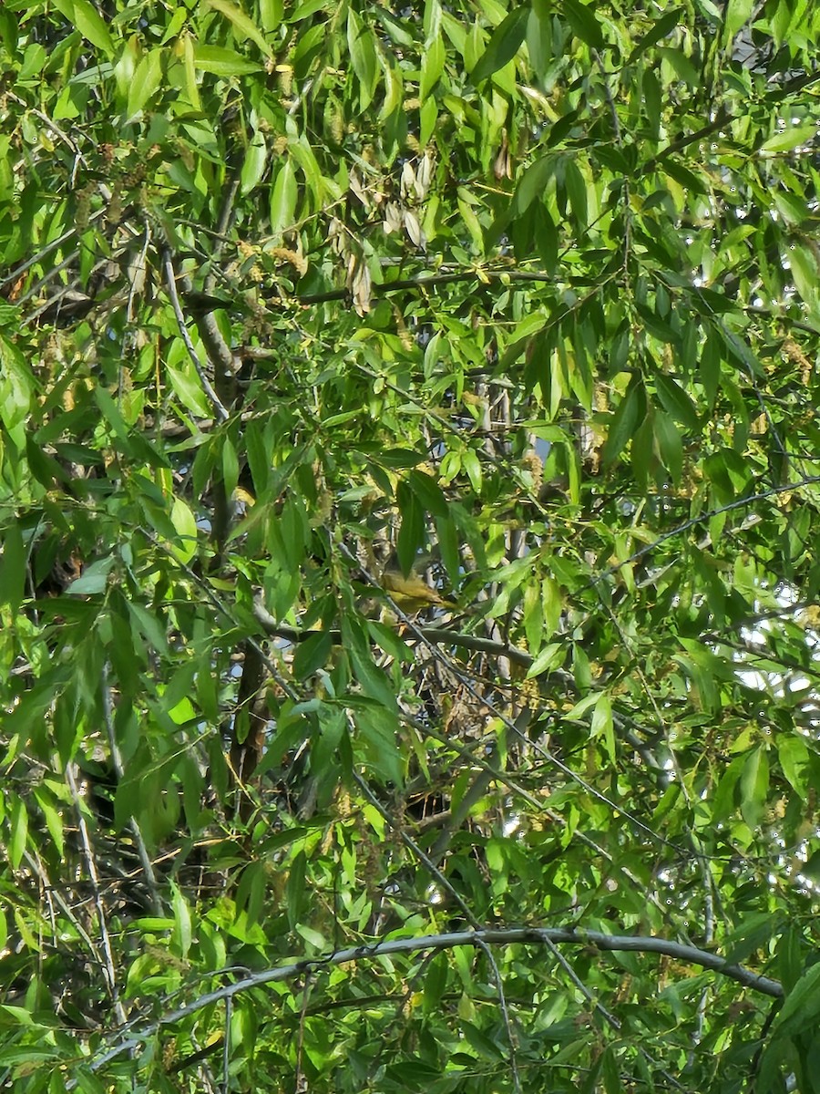 MacGillivray's Warbler - Andrew Masters