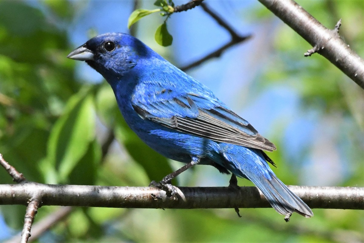 Indigo Bunting - Scott Clarke