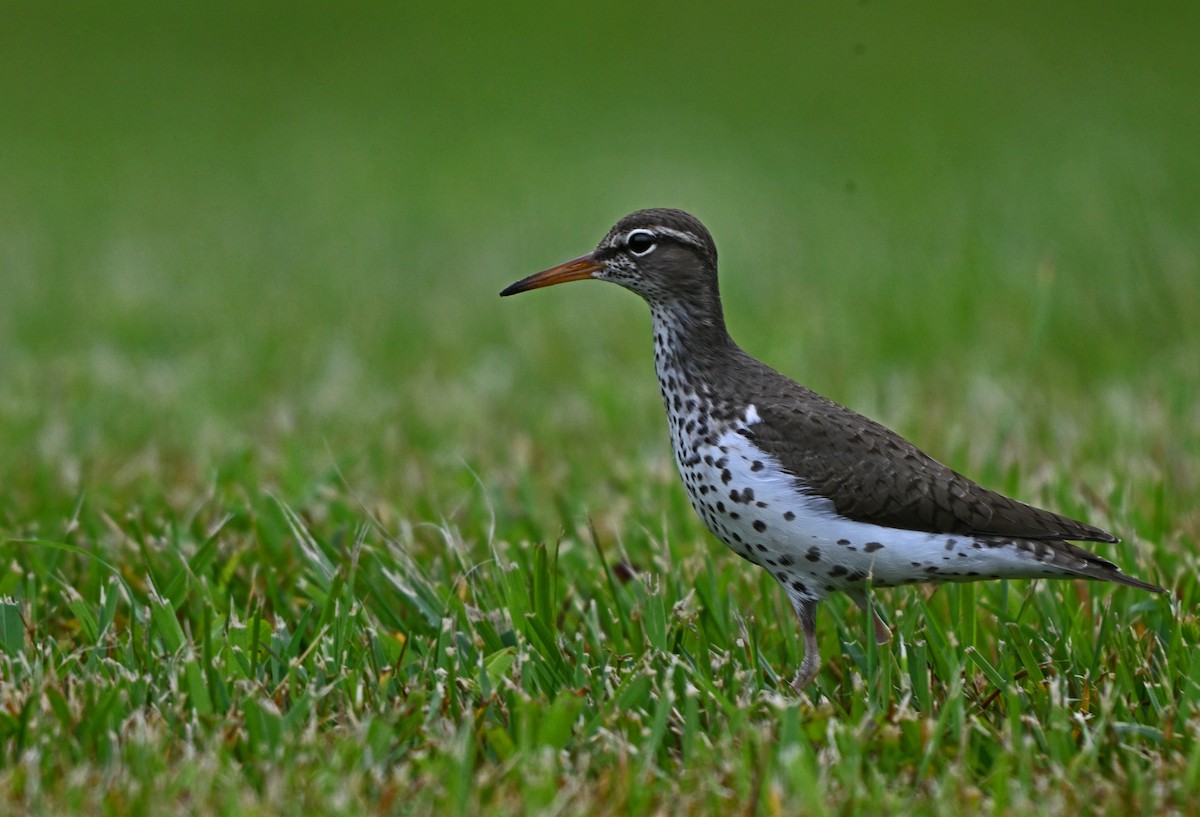 Spotted Sandpiper - Paul Nale