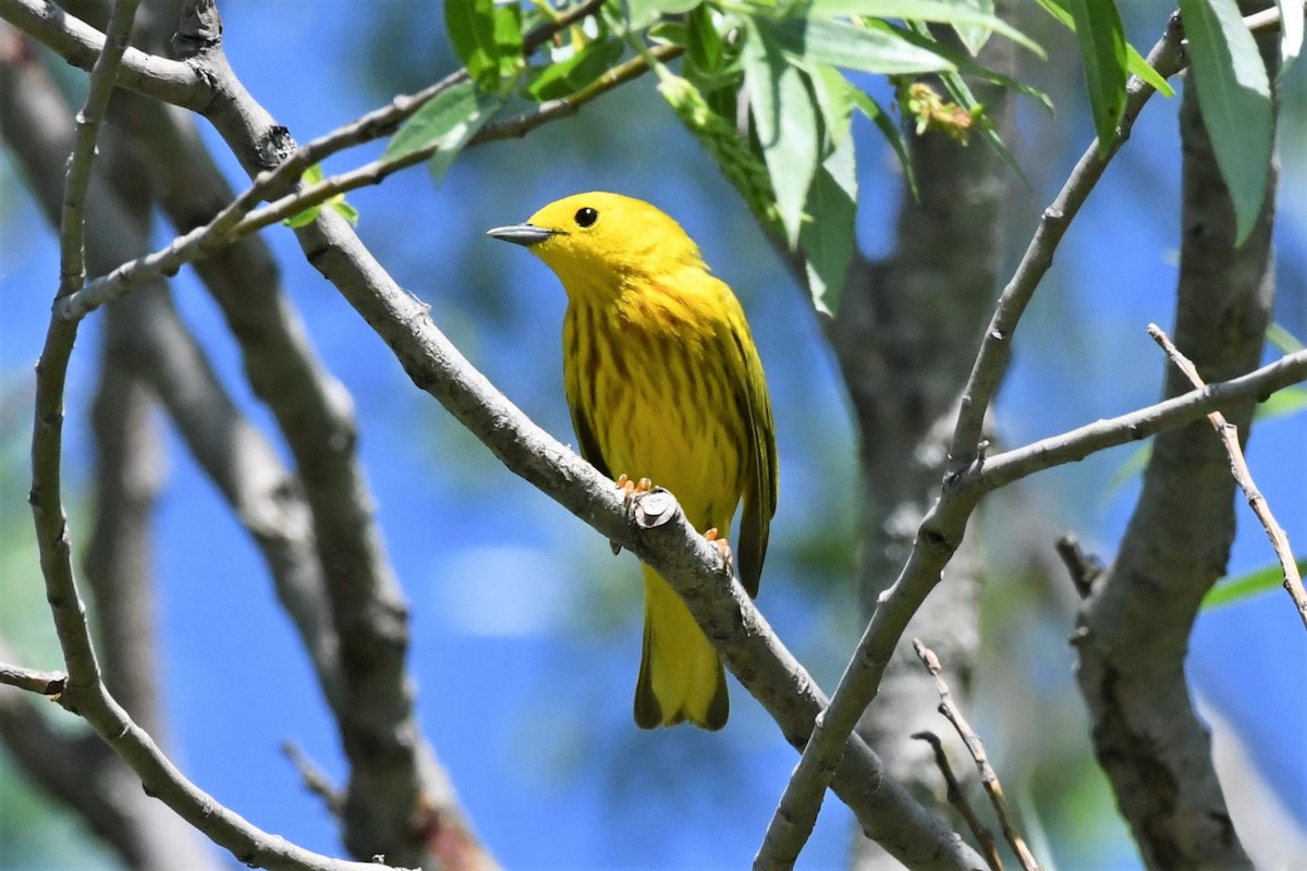 Yellow Warbler (Northern) - ML619513187