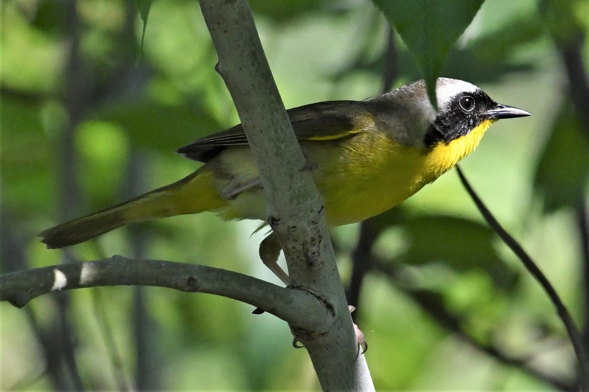 Common Yellowthroat - Scott Clarke