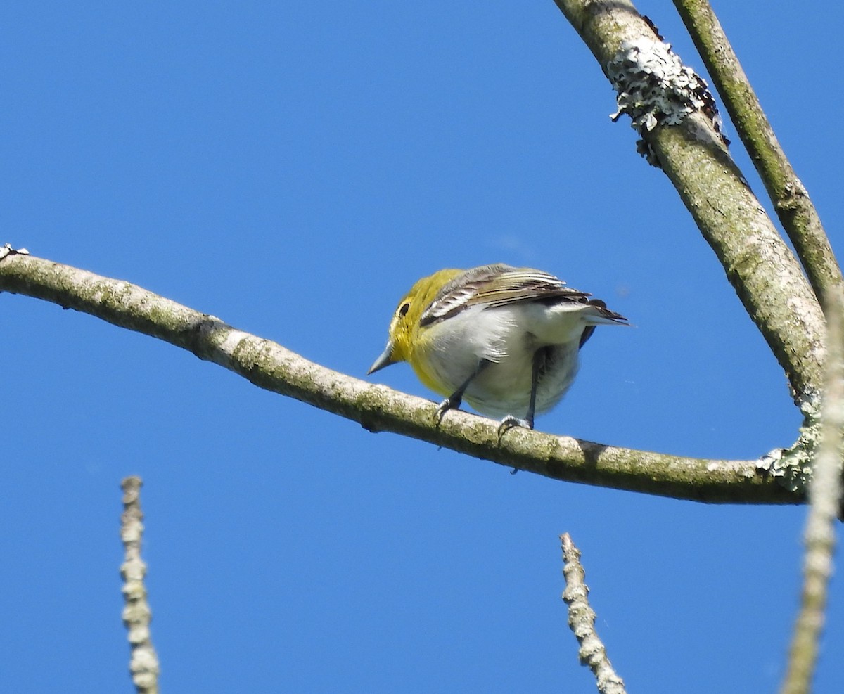Yellow-throated Vireo - George Ford