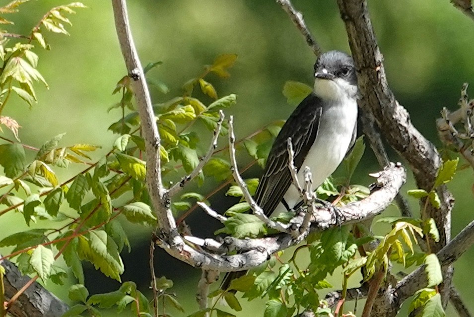 Eastern Kingbird - Peter Williams