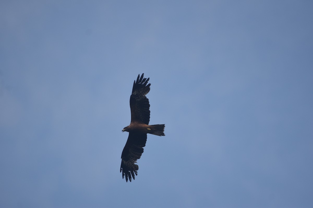 Black Kite - Gyanchandra Gyani