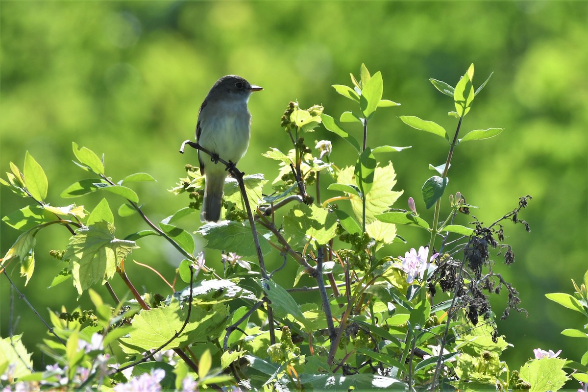 Alder Flycatcher - Scott Clarke