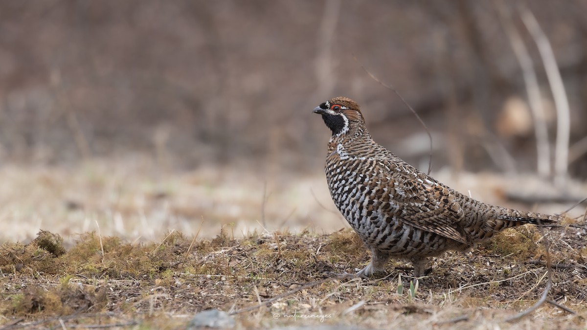 Chinese Grouse - ML619513205